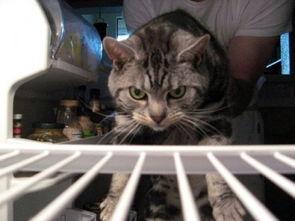 假装看报实则吃瓜猫咪,揭秘假装看报实则偷吃瓜的猫咪