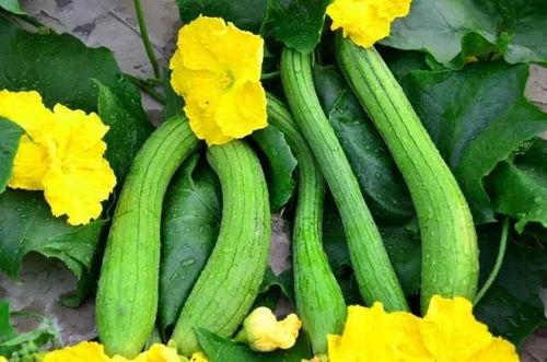 宰亨约会吃瓜,甜蜜瓜果见证爱情甜蜜时刻