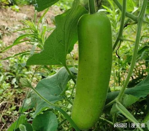 瓠瓜是什么瓜怎么吃,揭秘其身份与多样食用方法