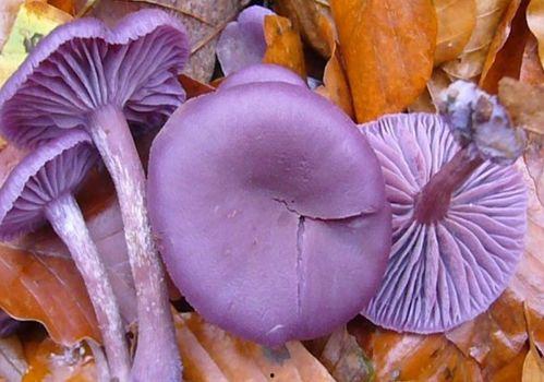 紫瓜与蘑菇可以一起吃,营养互补的美食探索