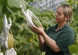 村妇吃瓜,揭秘乡村生活新风尚