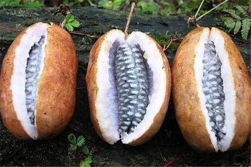 八月瓜怎么吃才能,解锁美味新体验