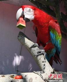 鸟哥吃瓜,揭秘娱乐圈那些不为人知的幕后故事