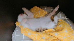 吃瓜梅花7,揭秘娱乐圈的甜蜜与苦涩