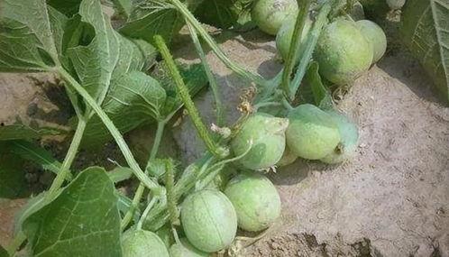 小瓜适合怎么吃,解锁美味新吃法