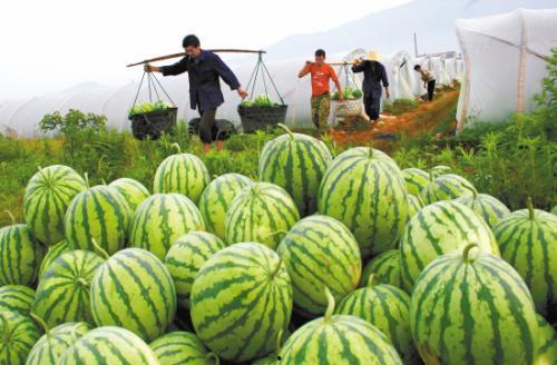 瓜吃不着,揭秘“吃不着瓜”的无奈与滋味