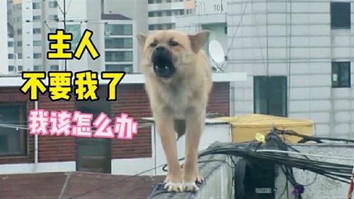 狗子吃瓜掉下,萌态可掬引网友热议