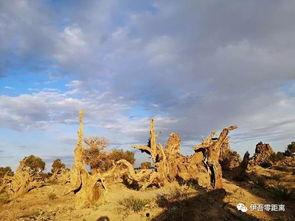 伊吾吃瓜,探寻瓜果美食的传奇之旅
