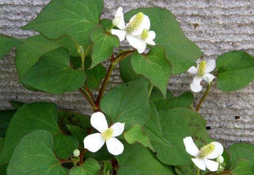 折耳根公主吃瓜,折耳根公主的瓜田奇遇记